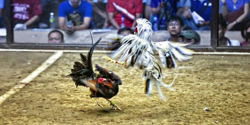luck8882 qq88 bắn cá