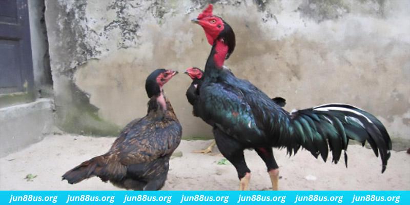 luck8882 casino hồ tràm có cho người việt vào không